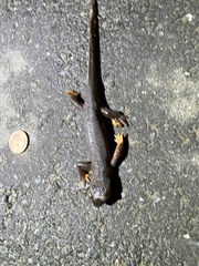 Taricha granulosa