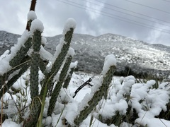 Cylindropuntia ganderi