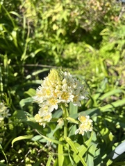 Toxicoscordion fremontii