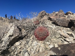 Ferocactus cylindraceus