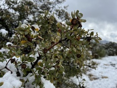 Quercus × acutidens