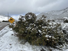 Quercus × acutidens