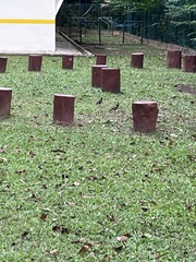 Acridotheres tristis