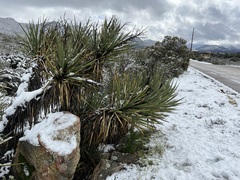 Yucca schidigera