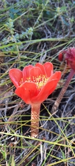 Haemanthus