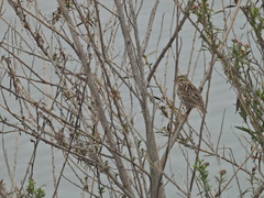 Passerculus sandwichensis