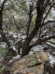 Quercus × acutidens