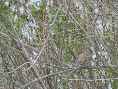 Zonotrichia leucophrys