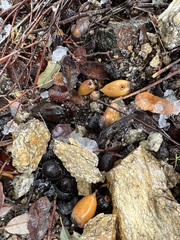 Quercus × acutidens