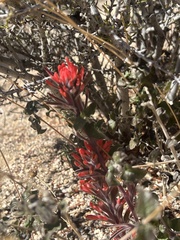 Castilleja chromosa