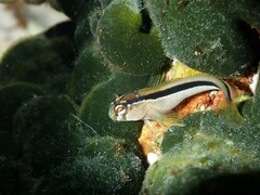 Parablennius laticlavius