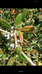 Berberis glaucocarpa