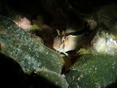 Parablennius laticlavius