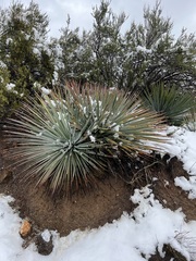 Hesperoyucca whipplei