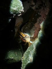 Parablennius laticlavius