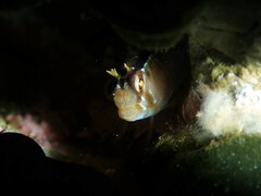 Parablennius laticlavius