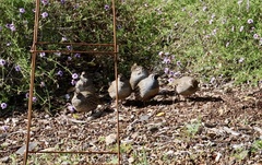 Callipepla californica