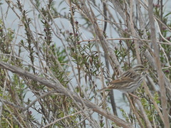 Passerculus sandwichensis