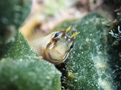 Parablennius laticlavius