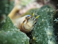 Parablennius laticlavius