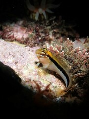 Parablennius laticlavius