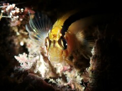 Parablennius laticlavius