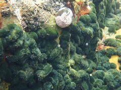 Parablennius laticlavius