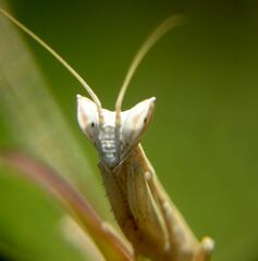 Apteromantis aptera