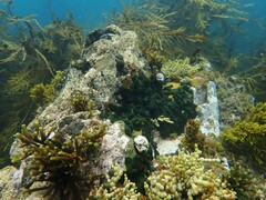 Parablennius laticlavius