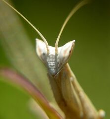 Apteromantis aptera
