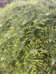 Gleichenia alpina