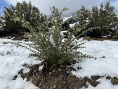Ceanothus perplexans