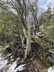 Cylindropuntia ganderi