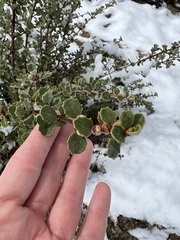Ceanothus perplexans