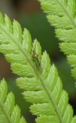 Felisacus elegantulus