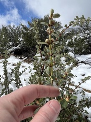 Ceanothus perplexans
