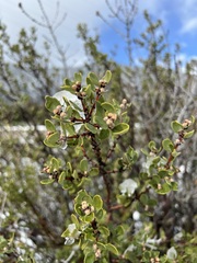 Ceanothus perplexans