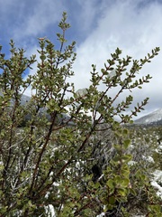 Ceanothus perplexans