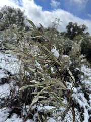 Eriodictyon trichocalyx