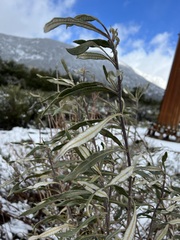 Eriodictyon trichocalyx