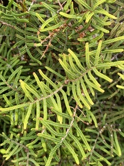 Gleichenia alpina