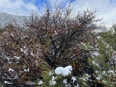 Quercus × acutidens
