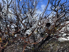 Quercus × acutidens