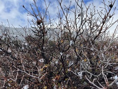 Quercus × acutidens