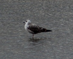 Larus fuscus graellsii