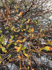 Quercus × acutidens