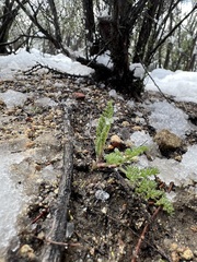 Lomatium dasycarpum