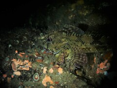 Bovichtus variegatus