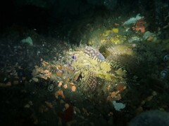 Bovichtus variegatus