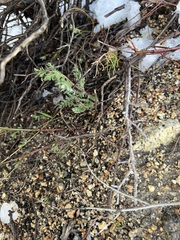 Lomatium dasycarpum